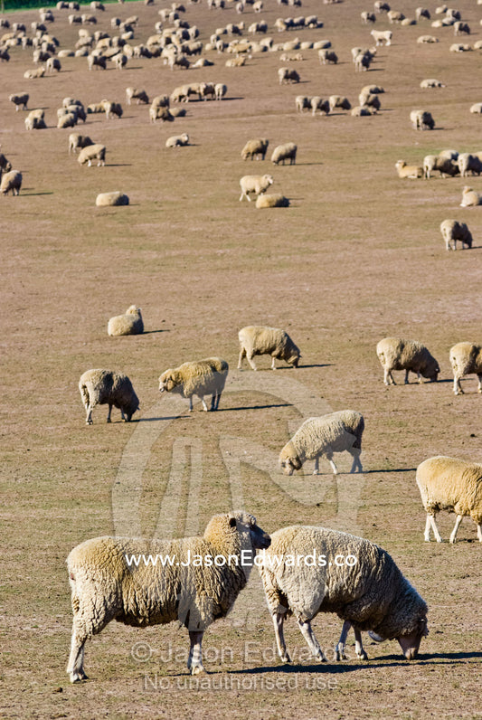A large flock of sheep graze on dry grasses on a drought-stricken farm Coldstream, Yarra Valley, Victoria, Australia