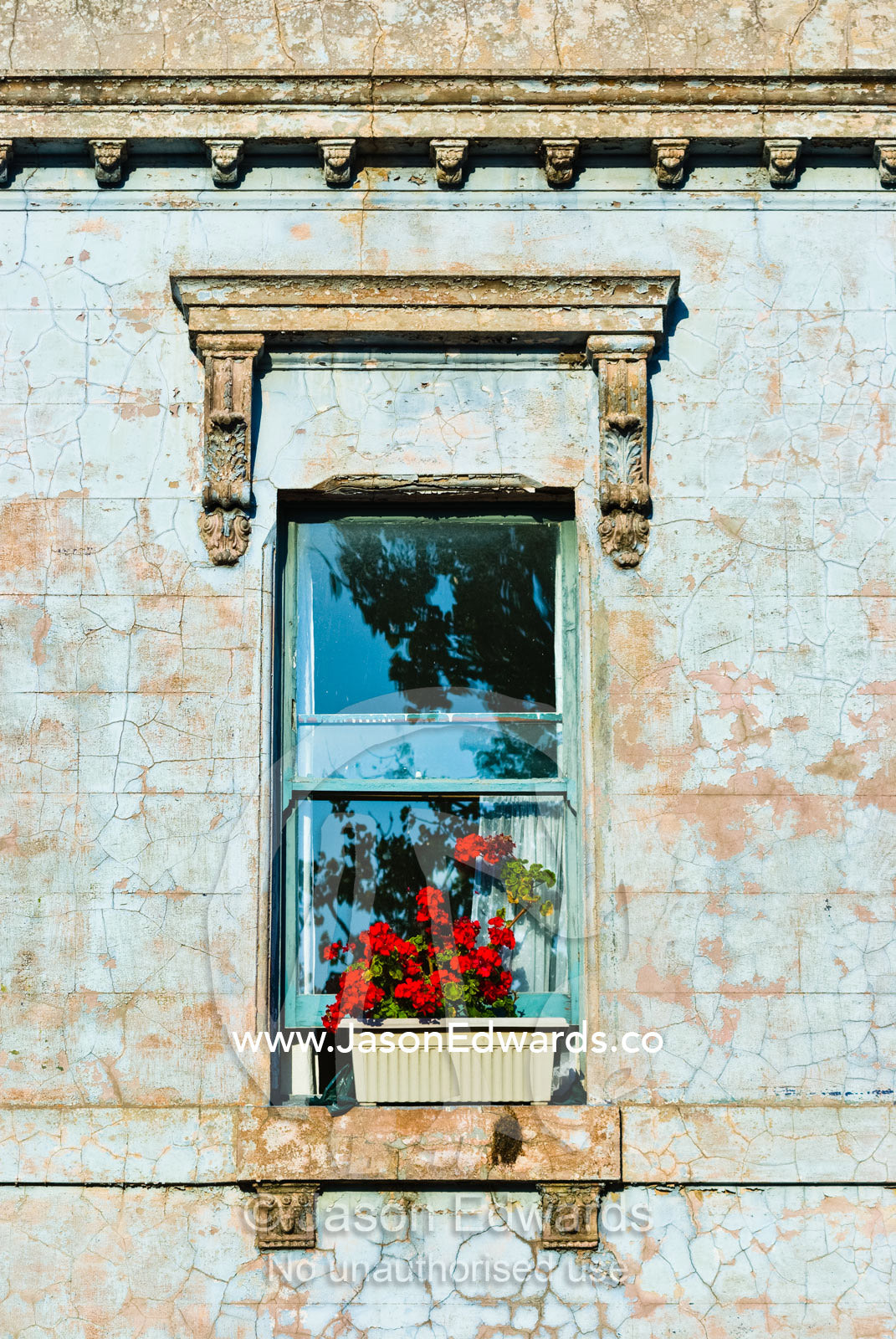A flower box with bright red Geranium flowers rests on a windowsill. North Carlton, Victoria, Australia