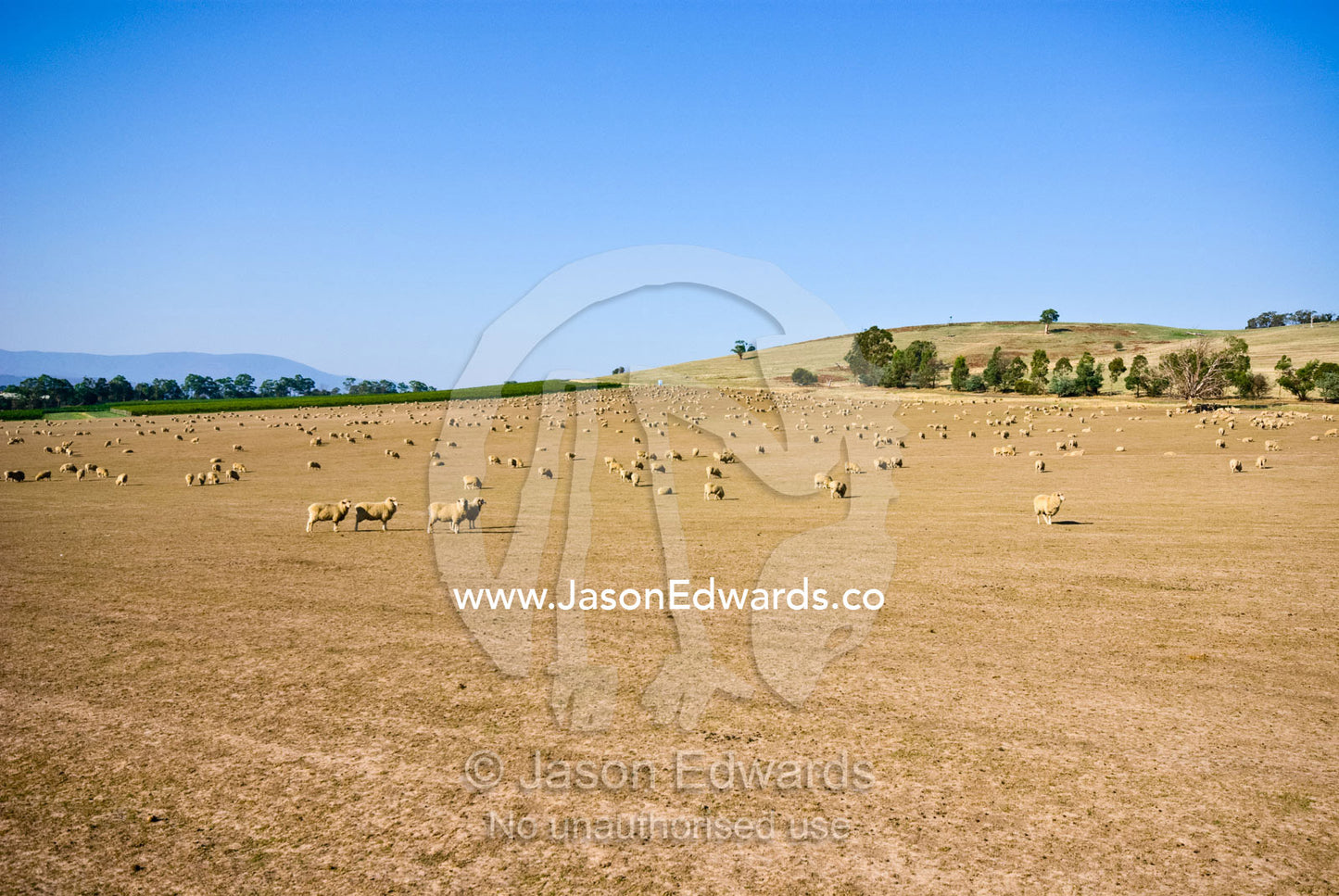 A large flock of sheep graze on dry grasses on a drought-stricken farm Coldstream, Yarra Valley, Victoria, Australia