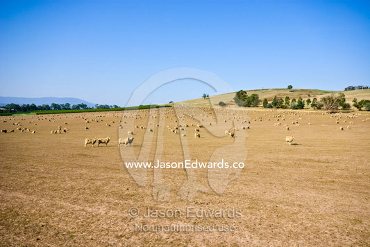 A large flock of sheep graze on dry grasses on a drought-stricken farm Coldstream, Yarra Valley, Victoria, Australia