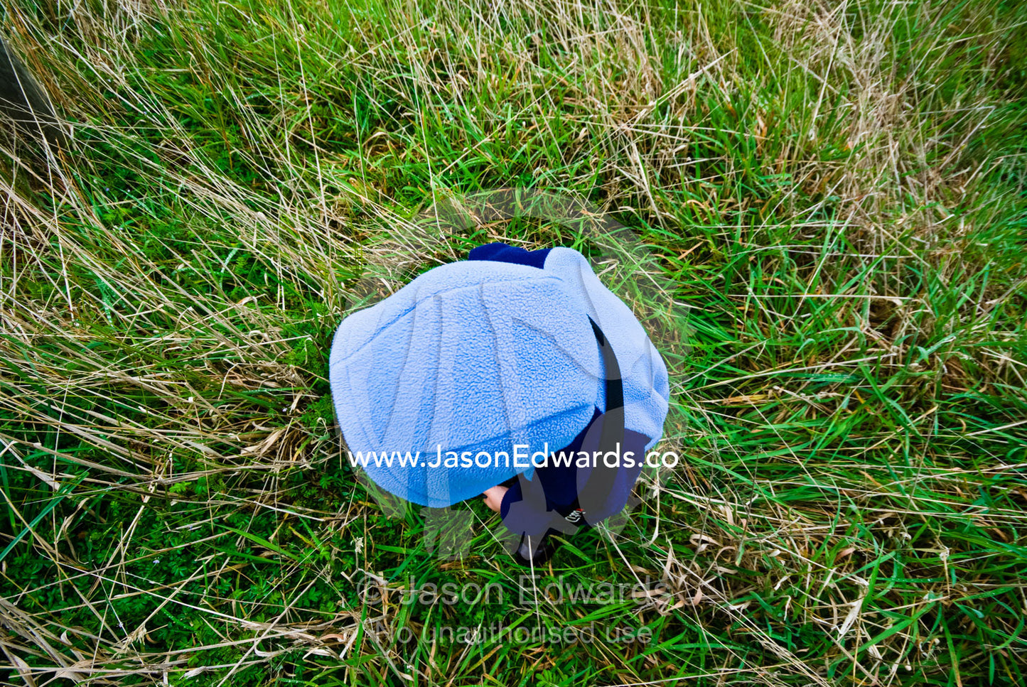 A small boy wades through long green grass in a farm field in winter. near Fish Creek, Victoria, Australia