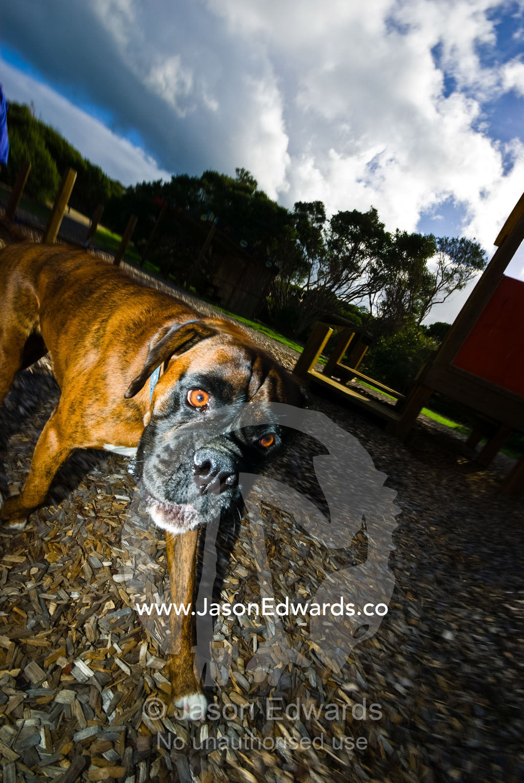 A family dog runs through a children's playground in a park. Sandy Point, Victoria, Australia