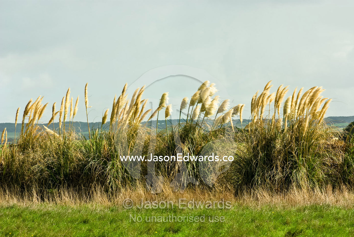 A stand of papyrus grasses form a wind break in a coastal farm field. Sandy Point, Victoria, Australia