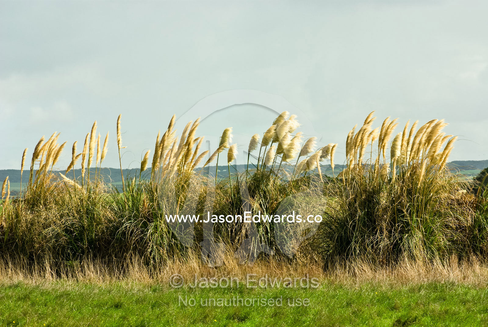 A stand of papyrus grasses form a wind break in a coastal farm field. Sandy Point, Victoria, Australia