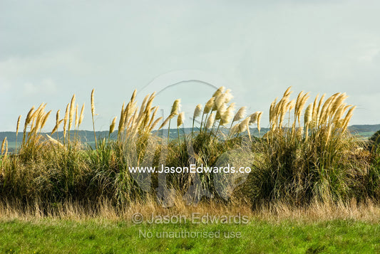 A stand of papyrus grasses form a wind break in a coastal farm field. Sandy Point, Victoria, Australia