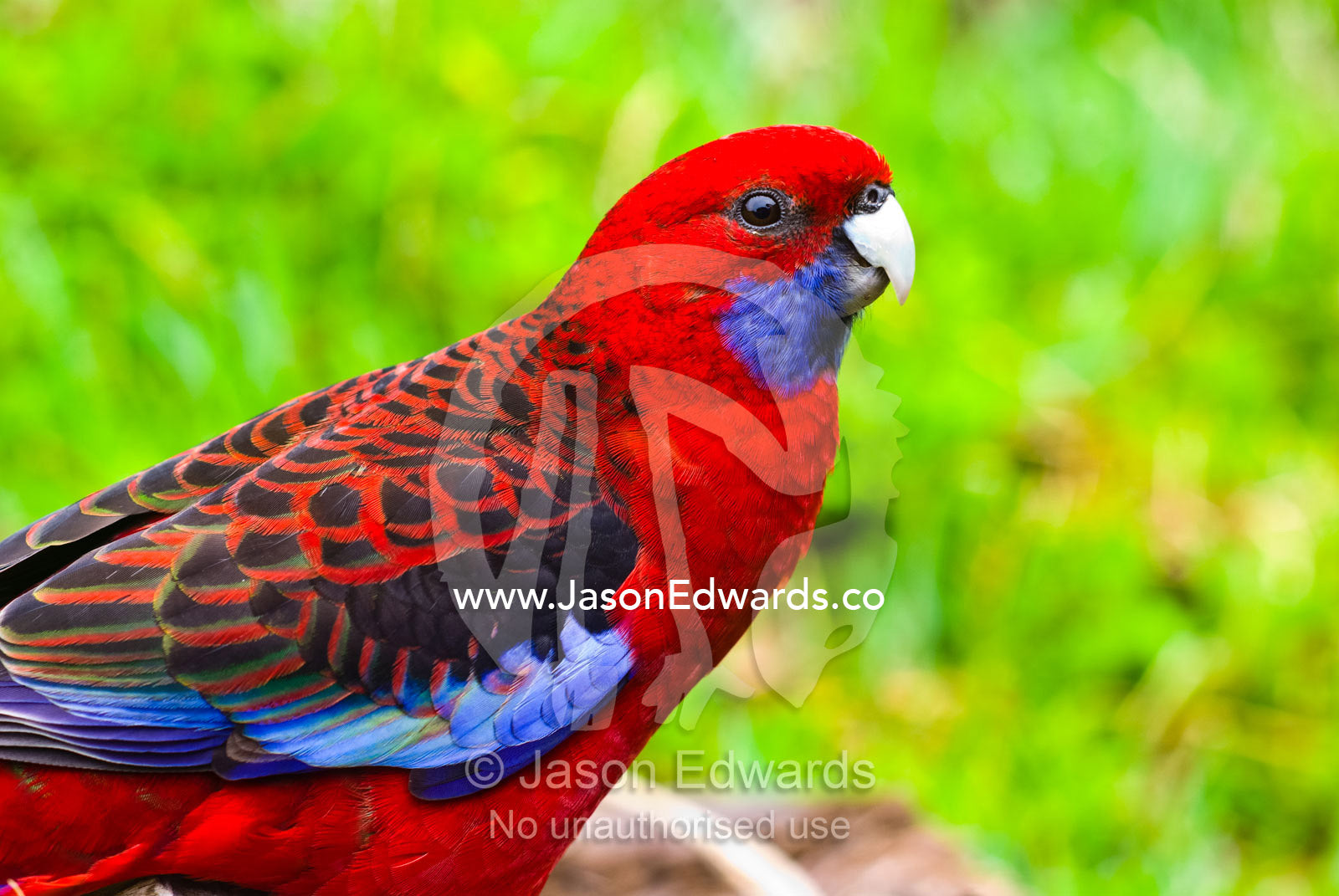 The intense vibrant red and blue plumage of the Crimson Rosella. Wilsons Promontory National Park, Victoria, Australia