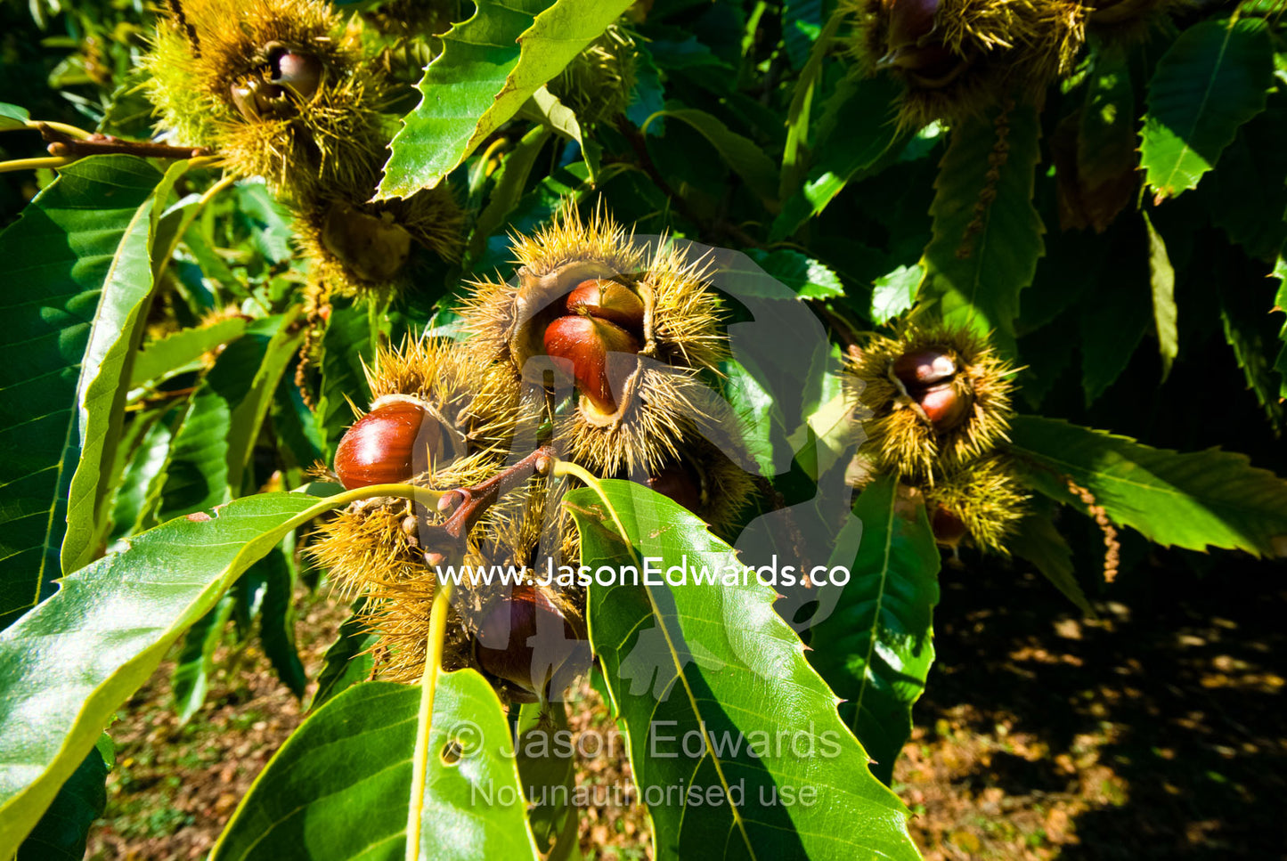 An orchard of ripe Chestnuts on a farm ready for harvest from the pod. Kinglake, Victoria, Australia