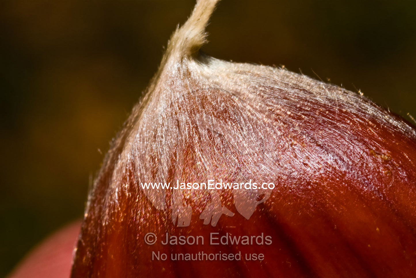 A fine layer of hairs cover the surface of a chestnut in it's pod. Kinglake, Victoria, Australia