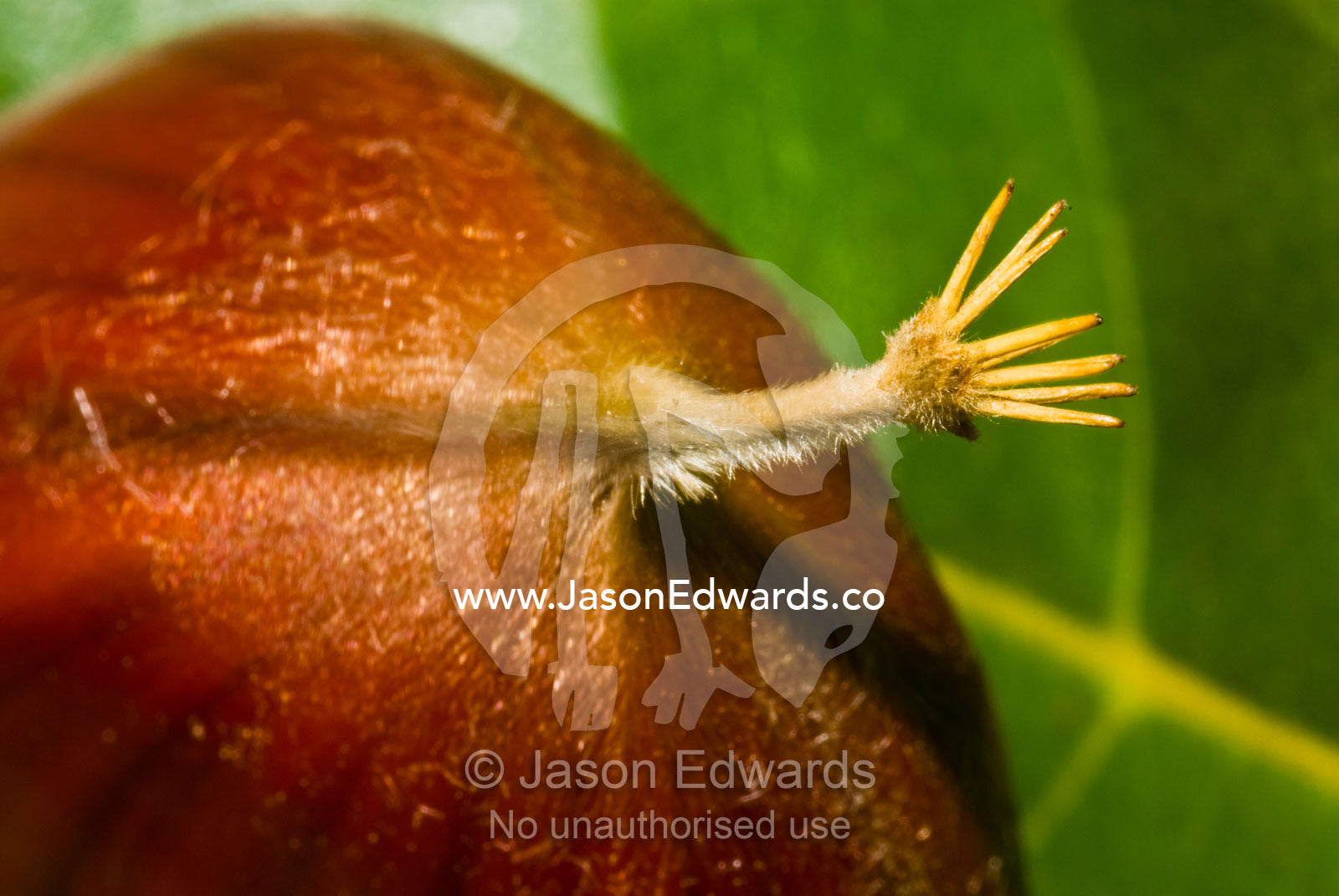 A fine layer of hairs cover the surface of a chestnut in it's pod. Kinglake, Victoria, Australia
