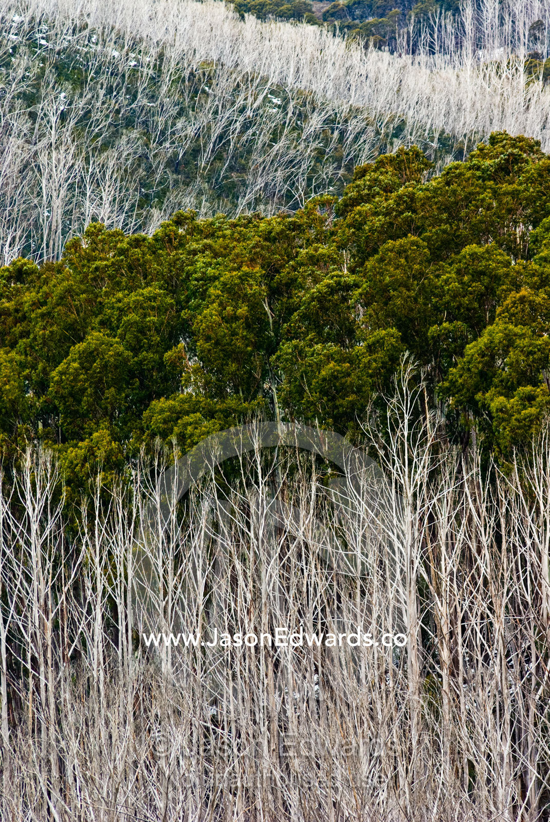 A mixed forest of healthy and dead Alpine Ash destroyed by bushfire. Mt. Saint Bernard, Alpine National Park, Great Dividing Range, Victoria, Australia.