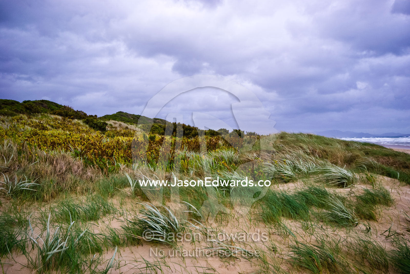 Winter storm winds buffet a sand dune covered in Marram Grass. Waratah Bay, Victoria, Australia.