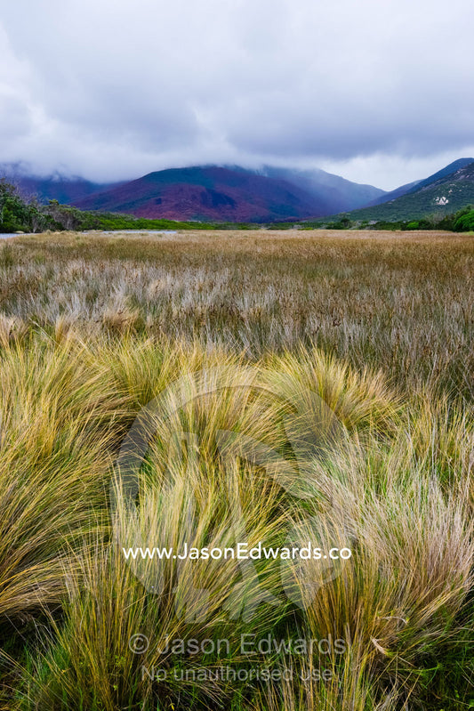 Swamp Poa and Juncus maritimus, a salt marsh, lining a river shore. Mount Latrobe, Latrobe Range, Wilsons Promontory National Park, Victoria, Australia.