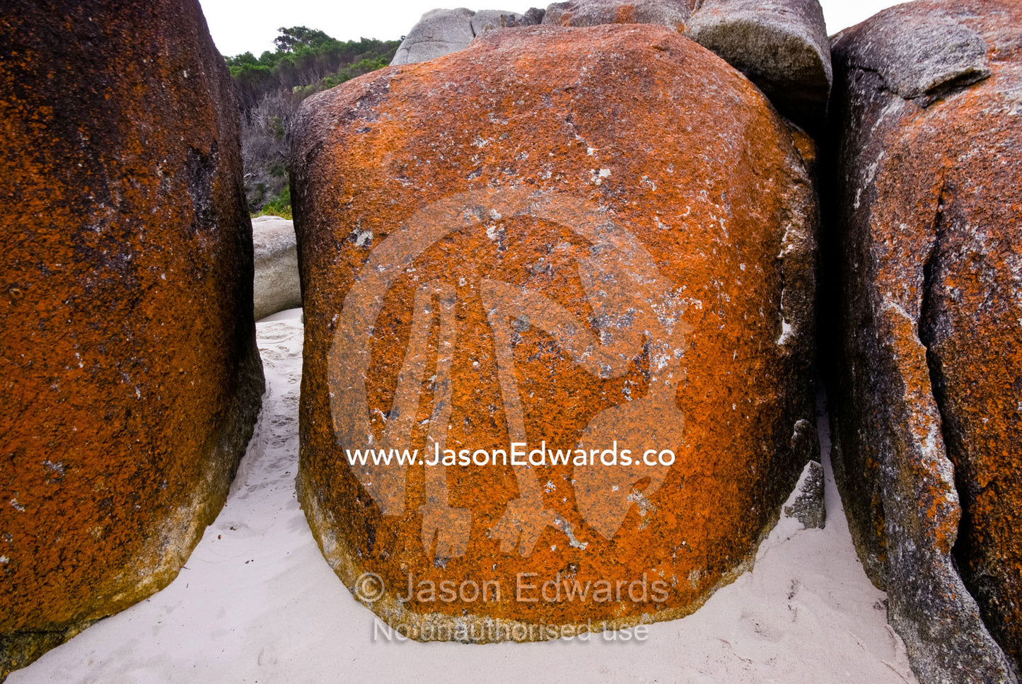 Orange lichens adorn the surface of large granite boulders on a beach. Pillar Point, Leonard Bay, Wilsons Promontory National Park, Victoria, Australia