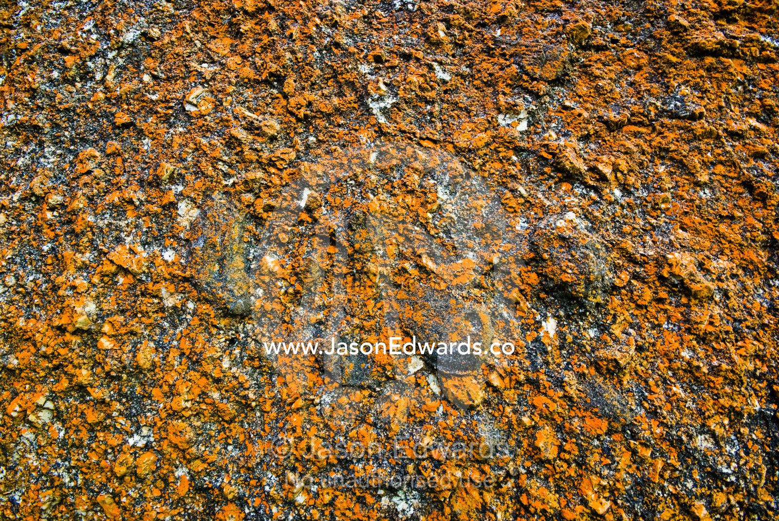 Orange lichens grow on the rough surface of a granite boulder. Pillar Point, Leonard Bay, Wilsons Promontory National Park, Victoria, Australia.