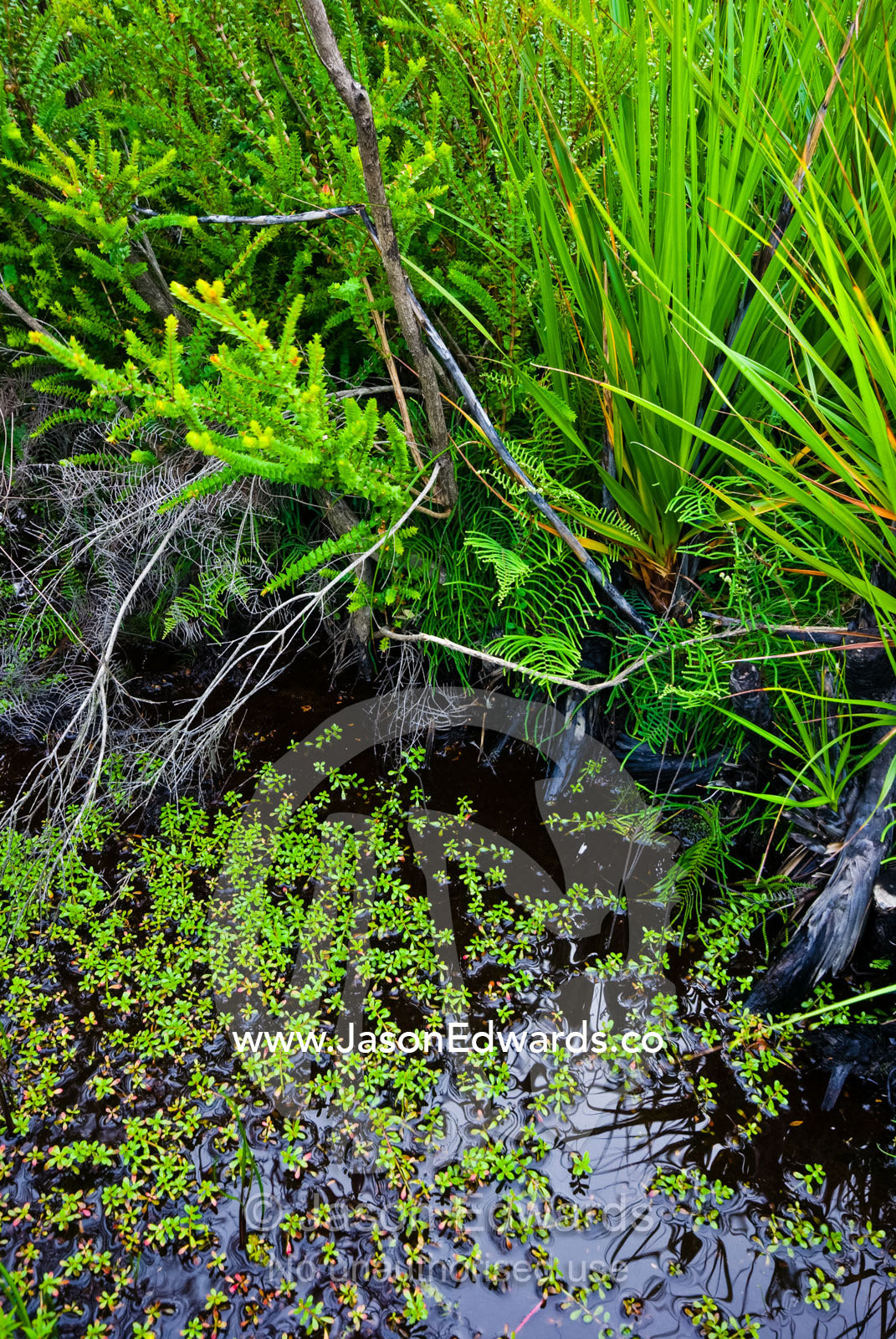Duckweed floats on the surface of a pond amidst Riparian vegetation. Leonard Bay, Wilsons Promontory National Park, Victoria, Australia.