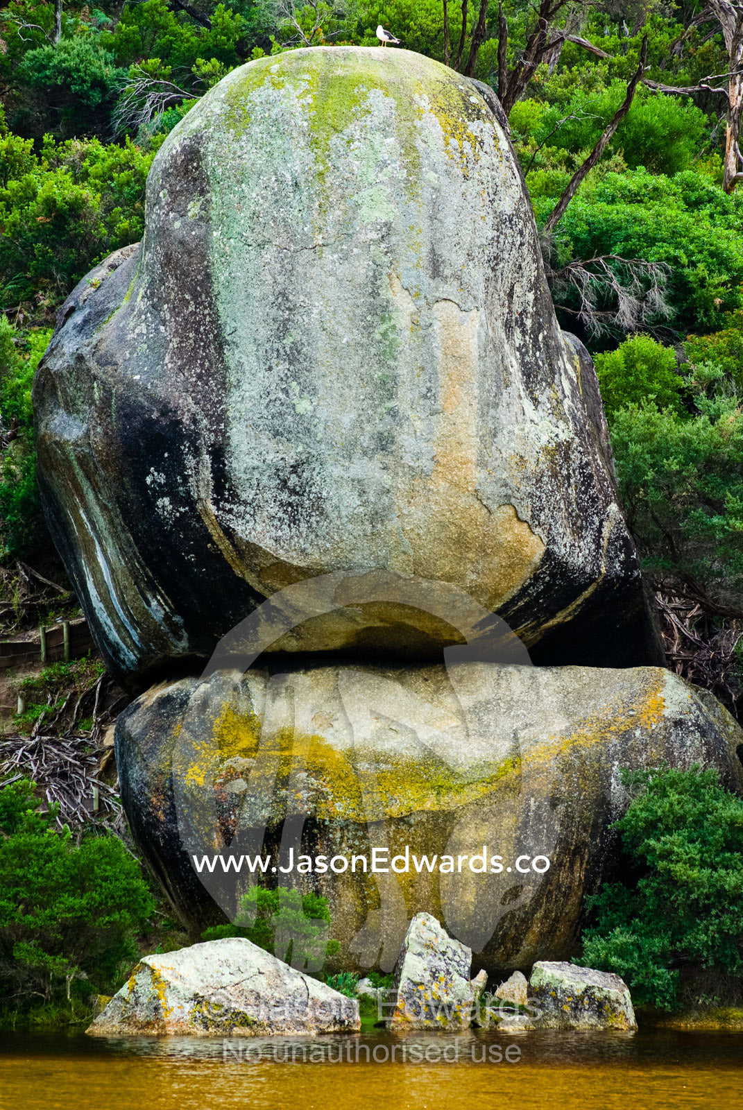 A gull atop a lichen covered granite boulder known as Whale Rock. Whale Rock, Wilsons Promontory National Park, Victoria, Australia.