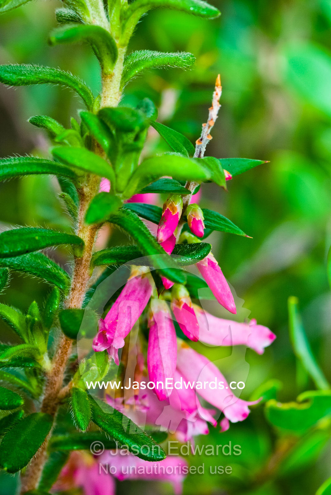 The delicate petals of the Pink Heath add color to the coastal scrub. Leonard Bay, Wilsons Promontory National Park, Victoria, Australia.