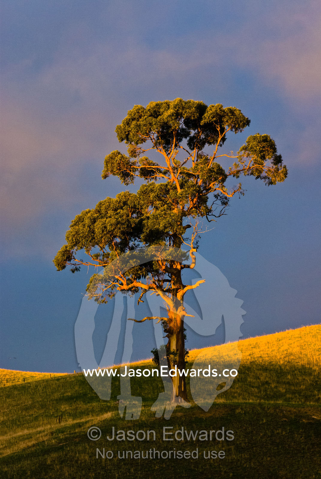 A solitary eucalyptus tree stands on rolling hills cleared for farming Bass Valley, Victoria, Australia.
