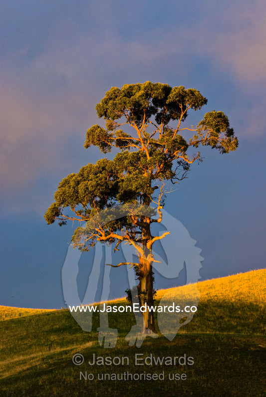 A solitary eucalyptus tree stands on rolling hills cleared for farming Bass Valley, Victoria, Australia.