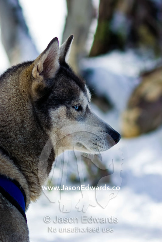 The alert ears and bright blue eyes of a Siberian Husky sled dog. Dinner Plain, Victoria, Australia.