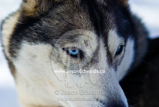 The wolf-like stare of a Siberian Husky sled dog with very blue eyes. Dinner Plain, Victoria, Australia.