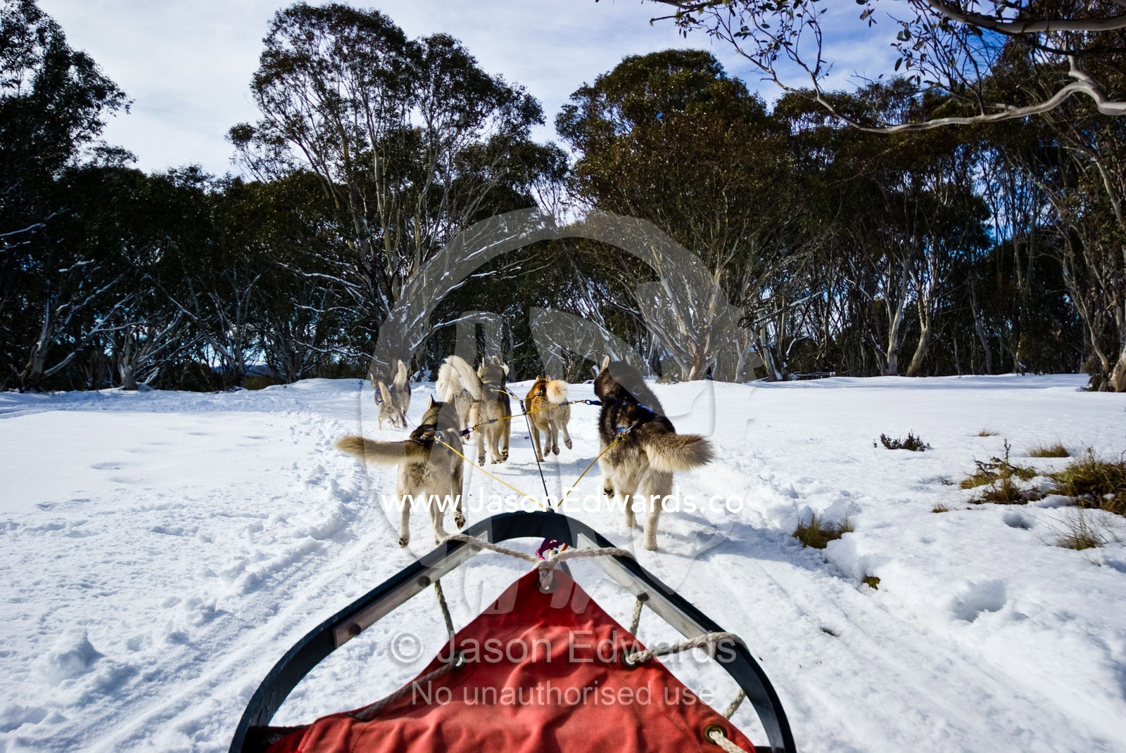 A team of Siberian Husky sled dogs pull a sled through alpine snow. Dinner Plain, Victoria, Australia.