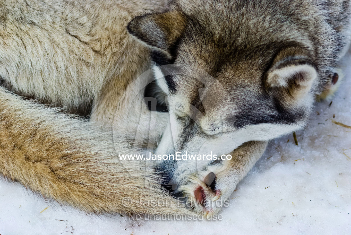 A Siberian Husky sled dog with thick fur sleeping on the snow and ice. Dinner Plain, Victoria, Australia.