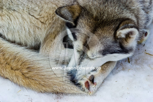 A Siberian Husky sled dog with thick fur sleeping on the snow and ice. Dinner Plain, Victoria, Australia.