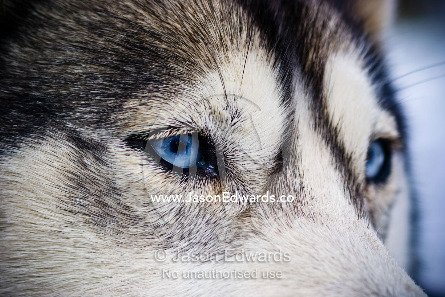 The wolf-like stare of a Siberian Husky sled dog with very blue eyes. Dinner Plain, Victoria, Australia.