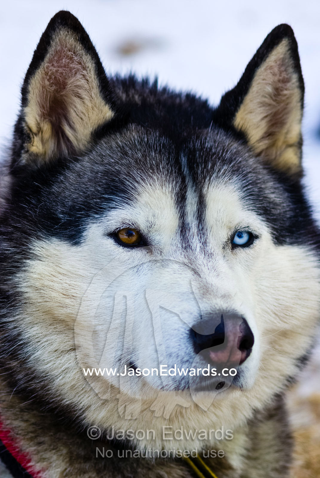 An alert Siberian Husky sled dog with both a blue and a brown eye. Dinner Plain, Victoria, Australia.