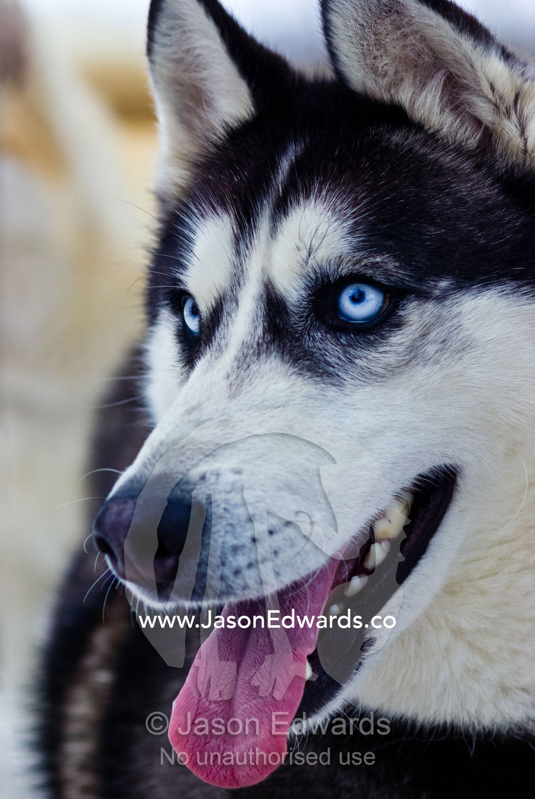 Alert ears, blue eyes and panting tongue of a Siberian Husky sled dog. Dinner Plain, Victoria, Australia.