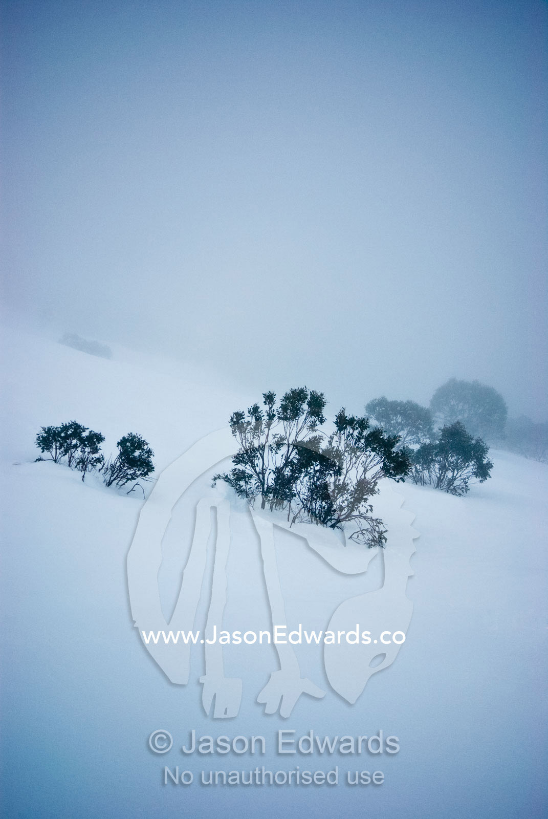 Alpine Snow Gums emerge from a bleak mountainside during a snow storm. Baldy Hollow, Mount Hotham, Alpine National Park, Great Dividing Range, Victoria, Australia.