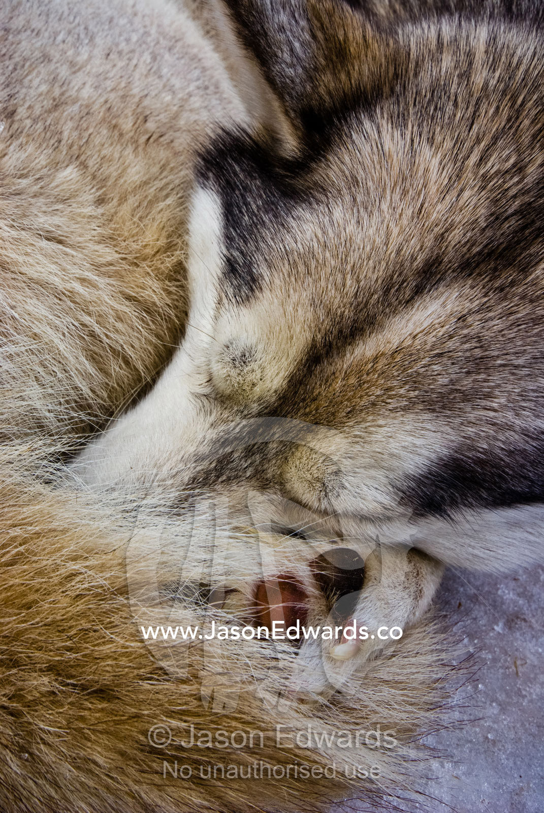 A Siberian Husky sled dog with thick fur asleep on the snow and ice. Dinner Plain, Victoria, Australia.