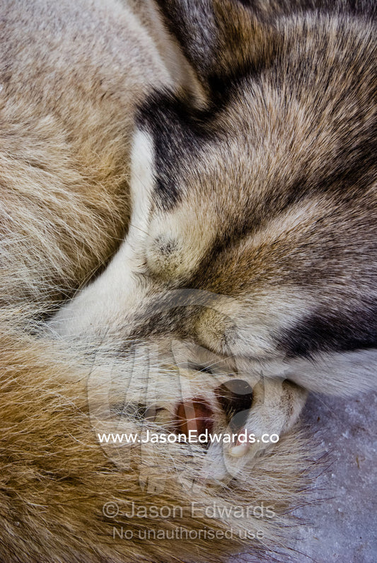 A Siberian Husky sled dog with thick fur asleep on the snow and ice. Dinner Plain, Victoria, Australia.