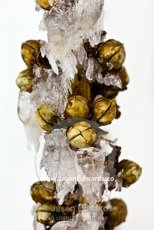 Ice encrusts the seed pods of a small alpine shrub waiting for Spring. Dargo Spur, Alpine National Park, Great Dividing Range, Victoria, Australia.