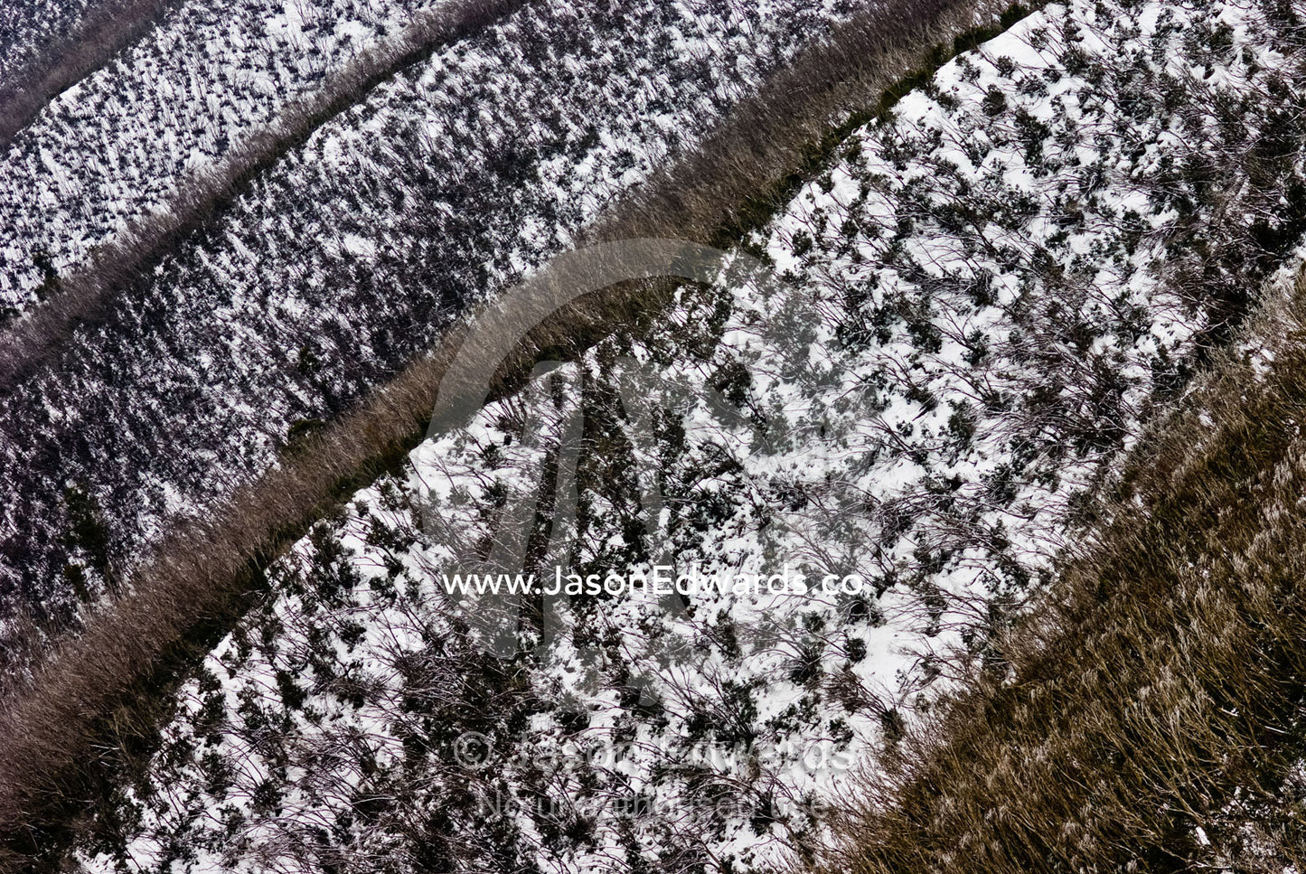 Snow on a forest of rejuvenating Snow Gum trees following a fire. Dargo Spur, Alpine National Park, Great Dividing Range, Victoria, Australia.
