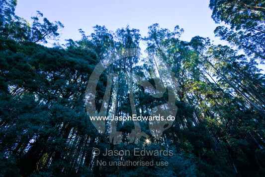 A Mountain Ash forest, Eucalyptus regnans towers over shorter trees. Yarra Ranges National Park, Victoria, Australia.