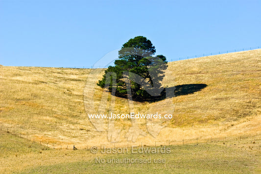 A conifer Pine Tree on a hill casts a shadow on farmland in drought. Taggerty, Victoria, Australia.