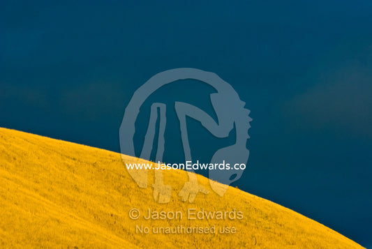Dry autumn grasslands covering a hillside turned golden at sunset. Bass Valley, Victoria, Australia.