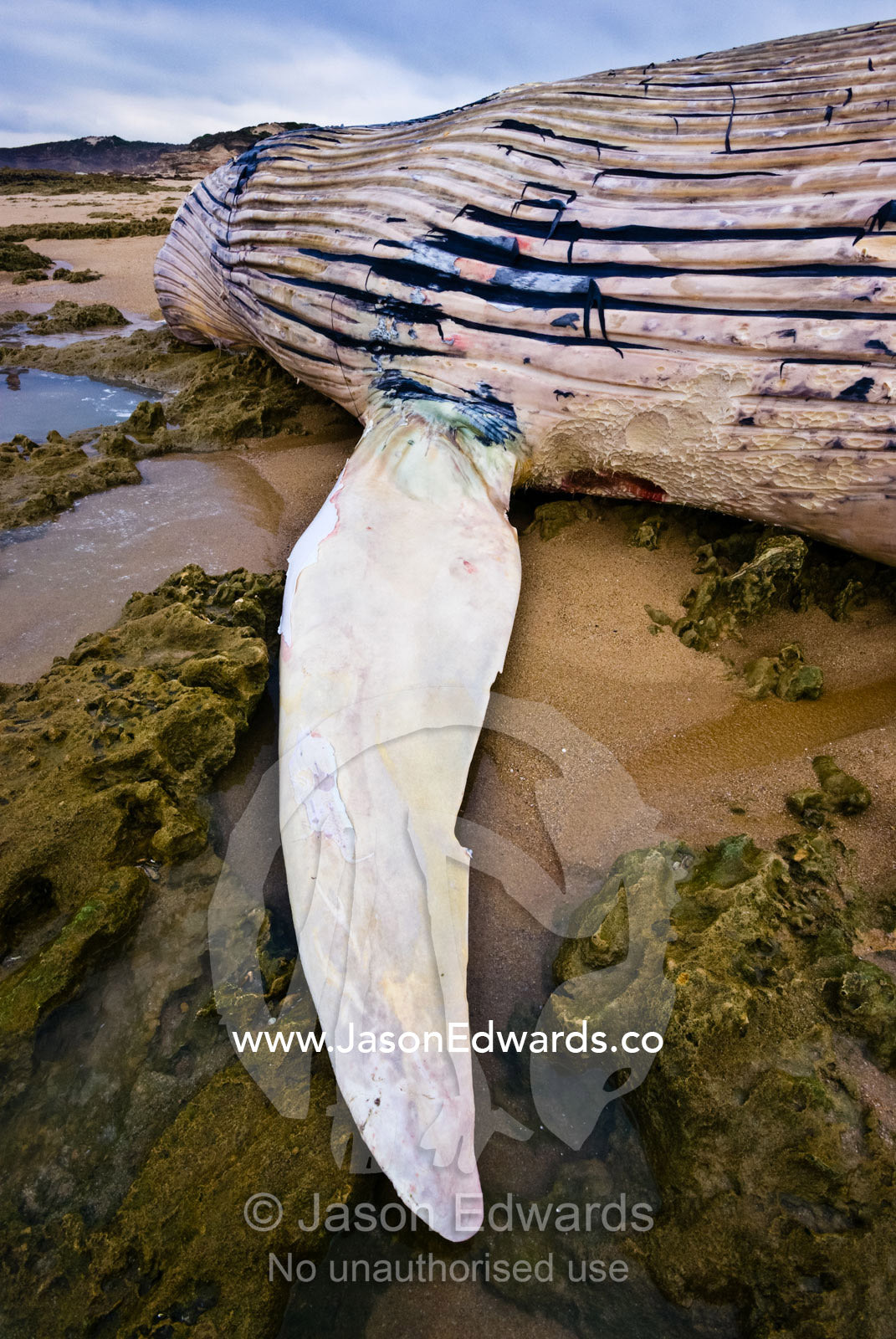 The pectoral fin and enormous carcass of a beached Pygmy Blue Whale. Saint Andrews Beach, Cape Schanck Coastal Park, Victoria, Australia.
