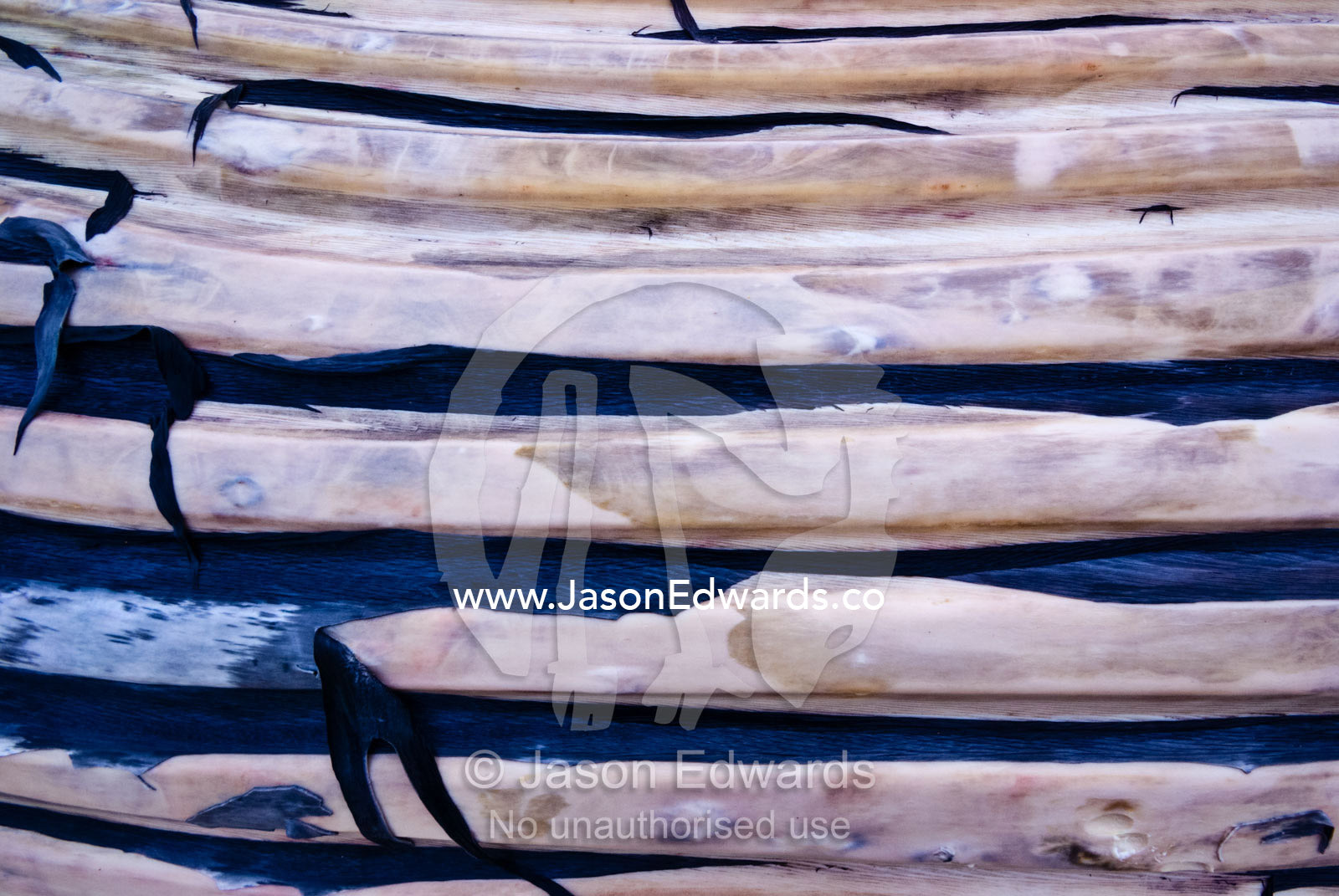 The pectoral fin and enormous carcass of a beached Pygmy Blue Whale. Saint Andrews Beach, Cape Schanck Coastal Park, Victoria, Australia