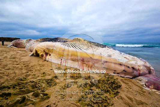 The pectoral fin and enormous carcass of a beached Pygmy Blue Whale. Saint Andrews Beach, Cape Schanck Coastal Park, Victoria, Australia
