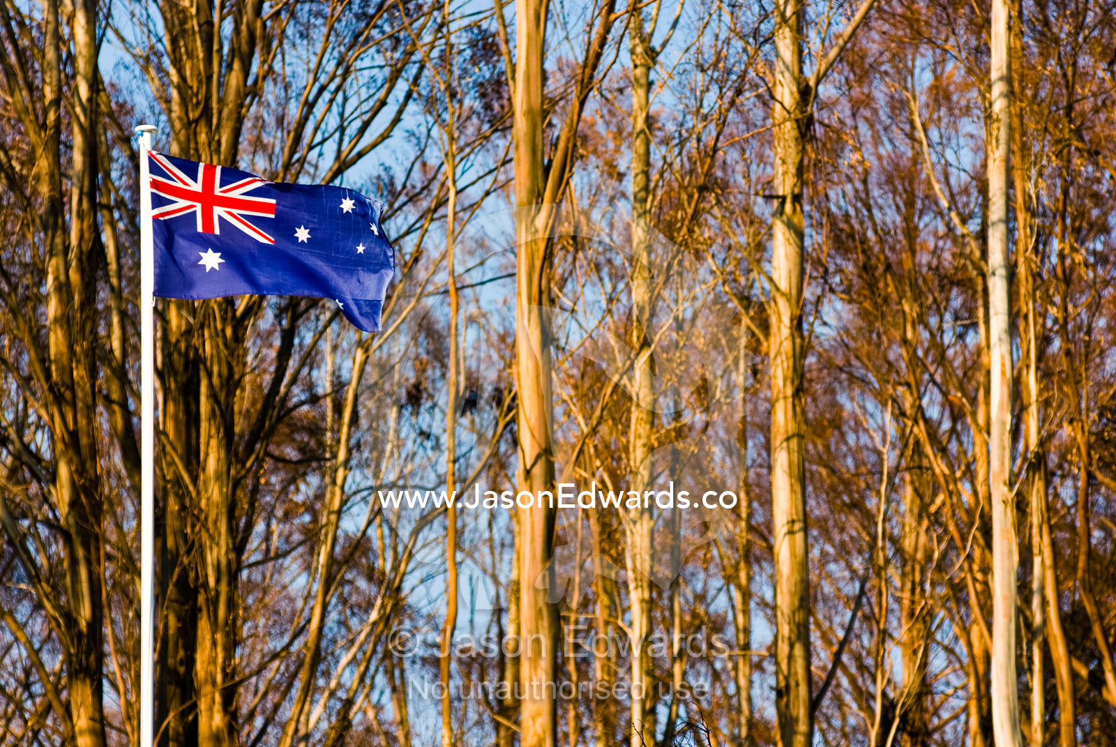 An Australian flag flaps in the wind beside a eucalyptus forest. Kinglake, Victoria, Australia.