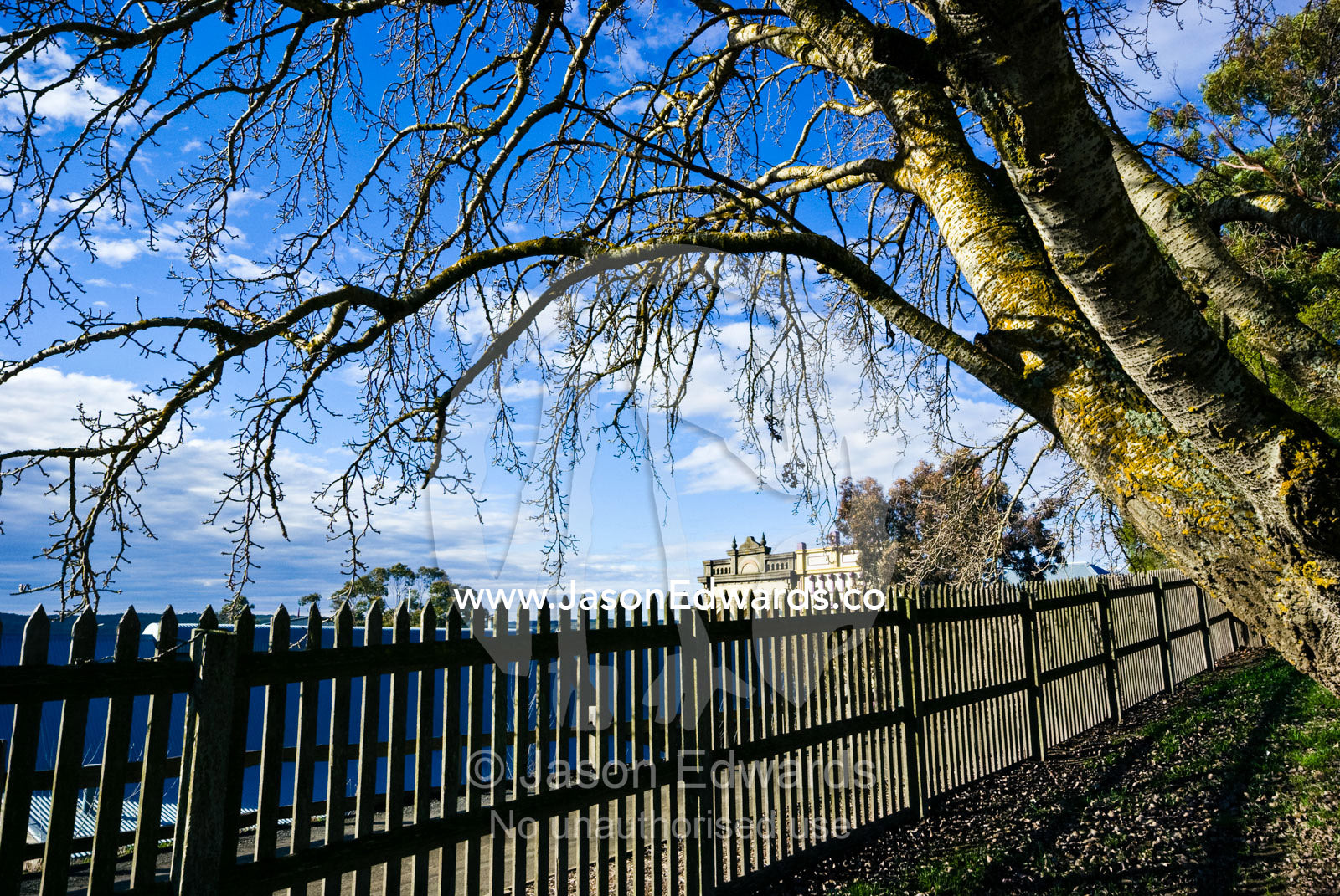 An old poplar tree over a picket fence in a historical gold town. Ballarat, Victoria, Australia.