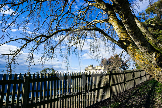 An old poplar tree over a picket fence in a historical gold town. Ballarat, Victoria, Australia.