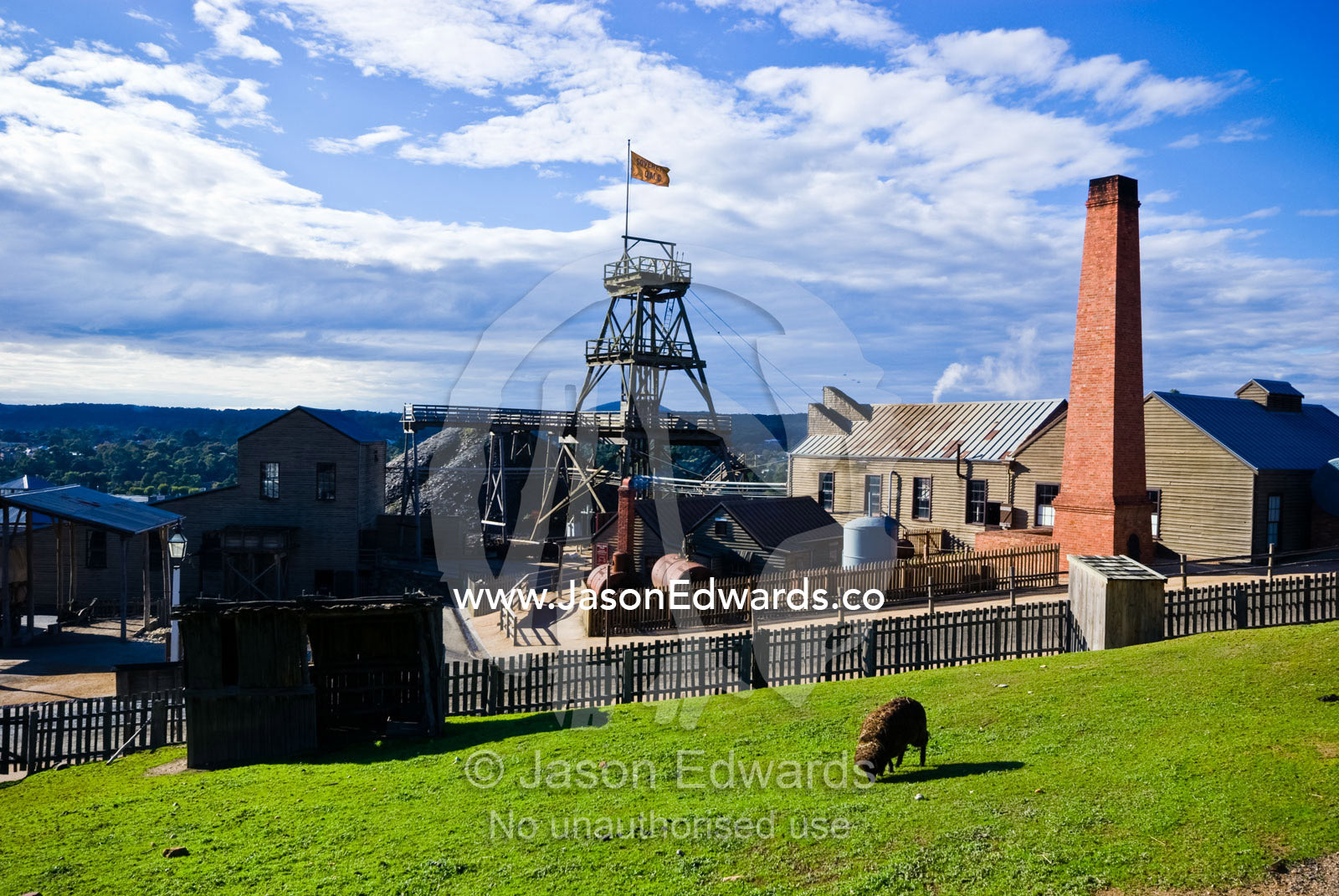 A lone sheep grazes in a paddock overlooking a gold mining town. Ballarat, Victoria, Australia.