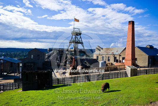 A lone sheep grazes in a paddock overlooking a gold mining town. Ballarat, Victoria, Australia.