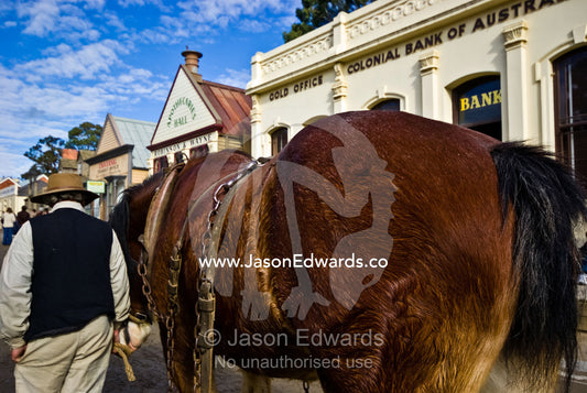 A man walks a Clydesdale horse down main street of a gold mining town. Ballarat, Victoria, Australia.