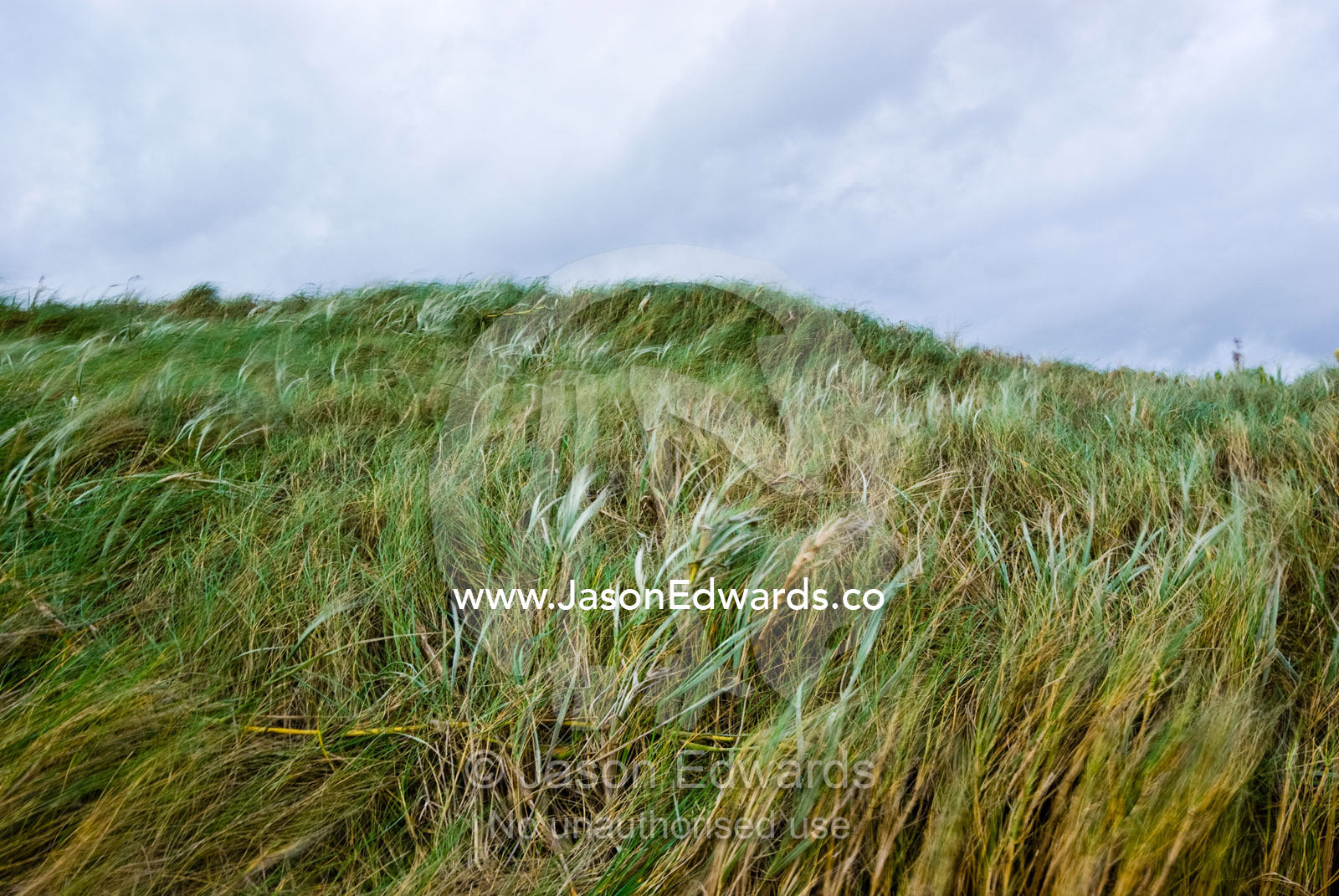 Winter storm winds buffet a sand dune covered in Marram Grass. Sandy Point, Victoria, Australia
