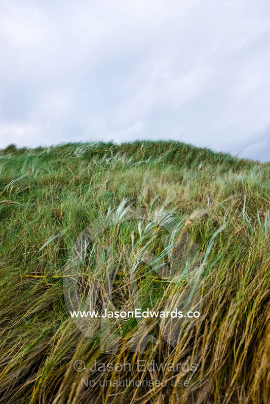 Winter storm winds buffet a sand dune covered in Marram Grass. Sandy Point, Victoria, Australia